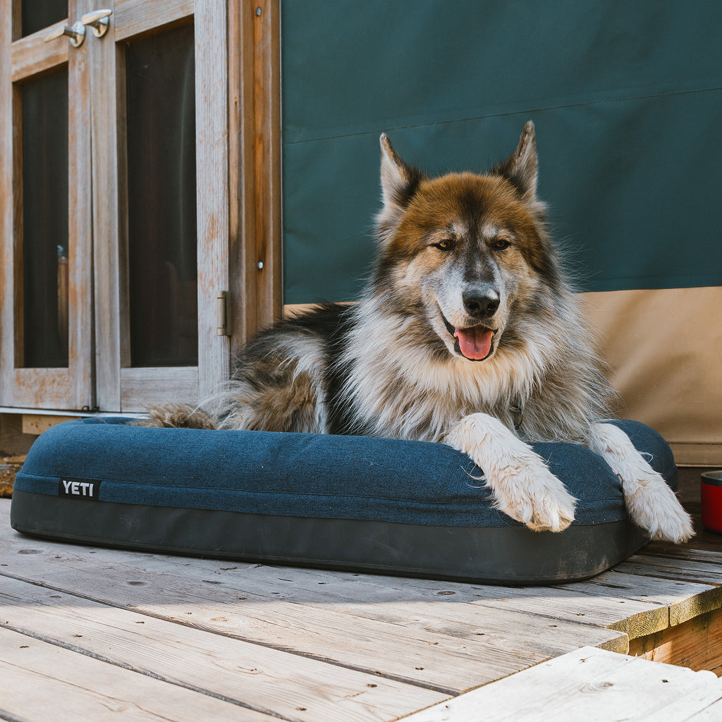 Big dog on a YETI Boomer Dog Bed